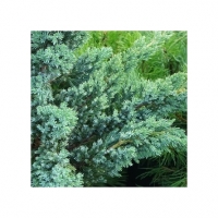 Kadagys žvynuotasis  (Juniperus squamata) 'Blue Compact'